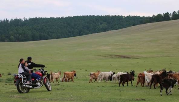 Mongolia’s Last Nomads: How Herders Keep Ancient Traditions Alive