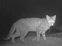 DNA Analysis Reveals Feral Cats Kill More Australian Wildlife Than We Thought