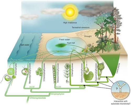 The Anthropocene Is Turbocharging Plant Evolution: How Species Are Adapting to Climate Chaos—and Why We Must Let Them