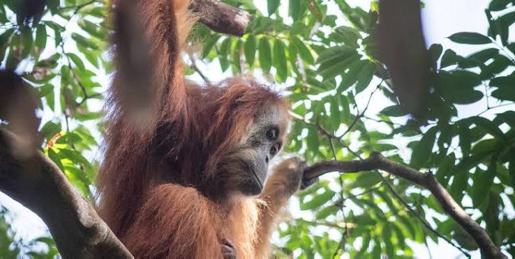 The World’s Rarest Great Ape Faces a Perfect Storm of Threats
