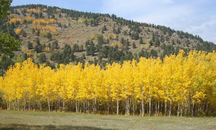 Aspen Trees: Nature’s Firebreaks in a Warming World