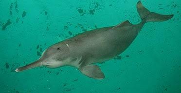 The Vanishing Act of the Yangtze River Dolphin: A Cautionary Tale of Extinction