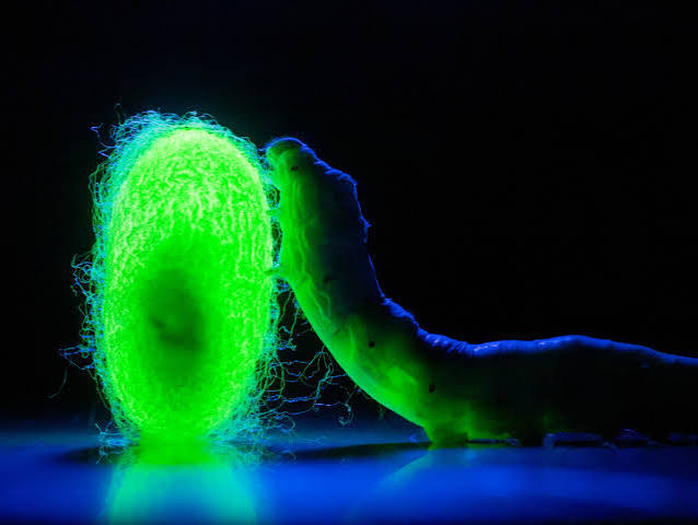 Spider Silk: Nature’s Supermaterial Heads to the Clinic