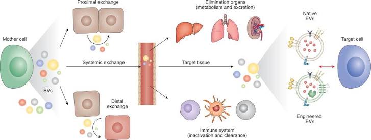 Exosome Drug Delivery: Engineering Nature’s Messengers for Precision Medicine