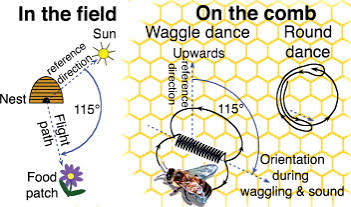 The Waggle Dance: How Honeybees Share Directions Through Vibration