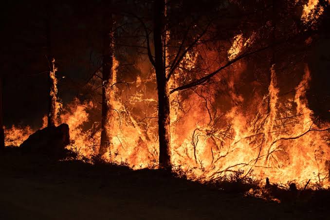 Rewilding vs. Wildfires: Can Restoring Nature Make Britain Safer?