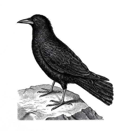 The Secret Language of Crows: Regional Dialects and Social Structures