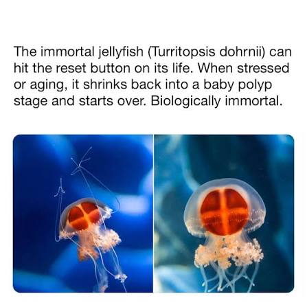 The Immortal Jellyfish: How Turritopsis dohrnii Resets Its Life Cycle and What That Means for Biology