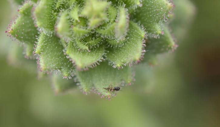 A 150-Year-Old Darwin Hypothesis Finds Support in a Chinese Alpine Plant