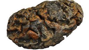 Brains Don’t Always Rot: Scientists May Finally Know Why Some Survive for Millennia