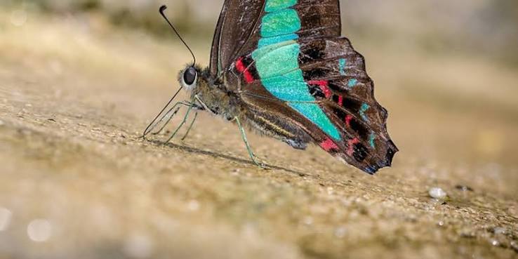 Butterflies Are on the Move as the Planet Warms: What New Research Reveals