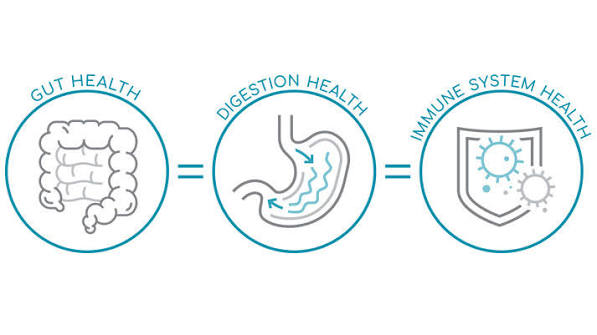 Why Your Gut Microbiome Is the Hidden Boss of Your Immune System