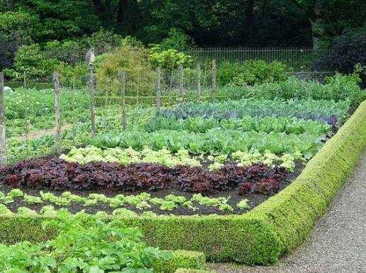 How to Plant a Vegetable Garden: A Step-by-Step Guide for Beginners