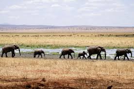 The Secret Language of Elephant Rumbles: How Infrasound Communication Shapes Herd Society