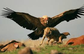 The Andean Condor: Master of the Skies and the Unseen Scavenger