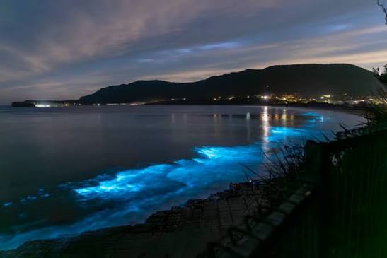 The Chemistry of Glowing Waves: How Bioluminescent Bays Work