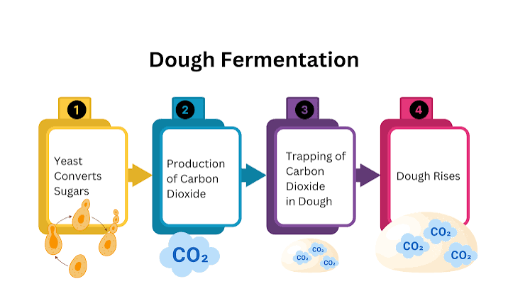 The Chemistry Behind Your Daily Bread: Fermentation, Gluten, and Heat